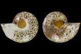 Agatized Ammonite Fossil - Madagascar #145966-1